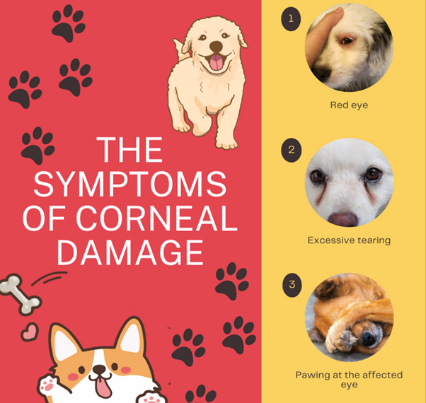 8 Most Common Eye And Mouth Diseases In Dogs To Look Out For ...